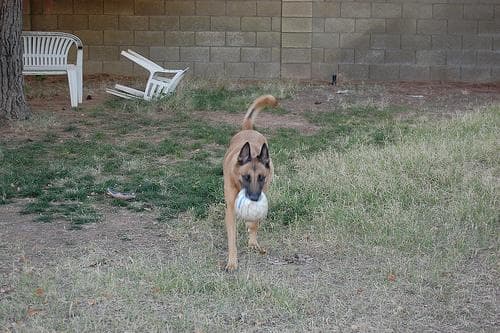 Malinois