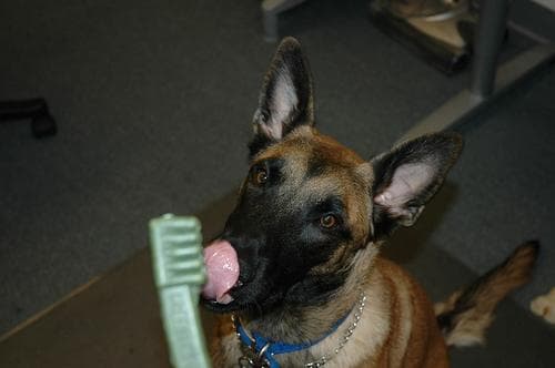 Malinois