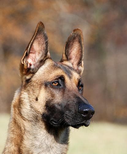 Malinois