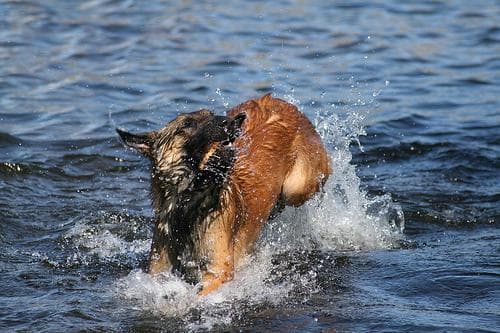 Malinois