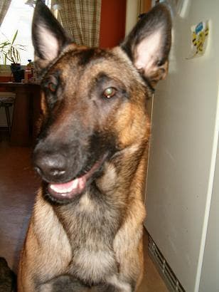 Malinois