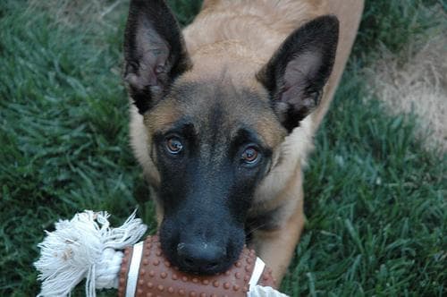 Malinois