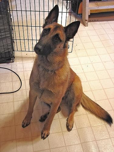Malinois