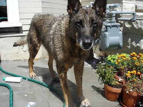 Malinois