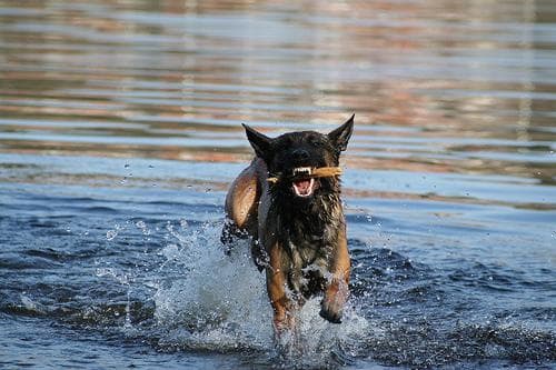 Malinois