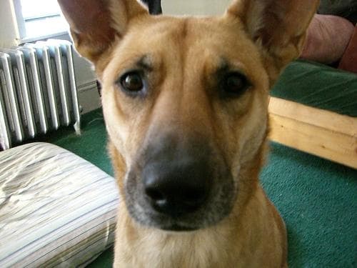 Malinois