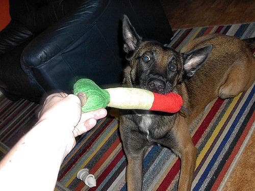 Malinois