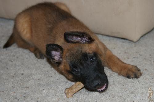 Malinois
