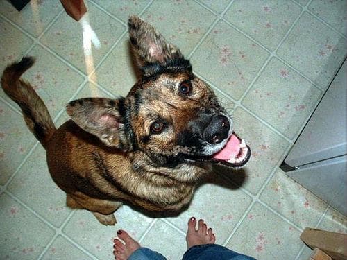 Malinois