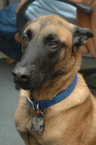 Malinois