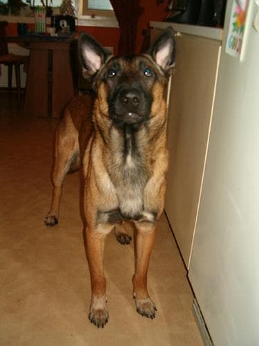 Malinois