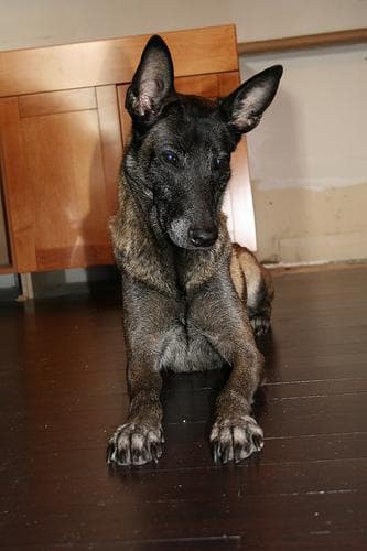 Malinois