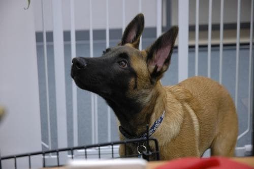 Malinois