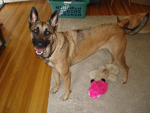 Malinois