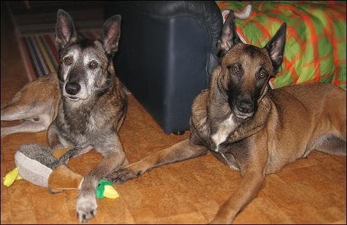 Malinois