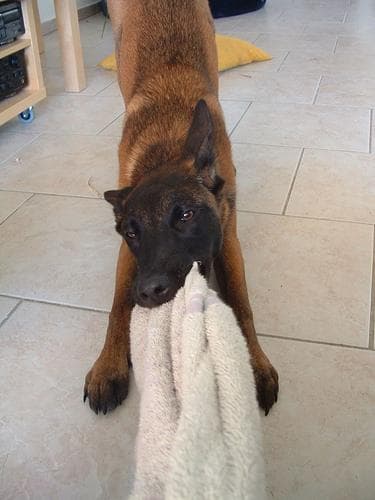 Malinois