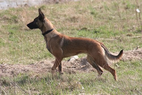 Malinois