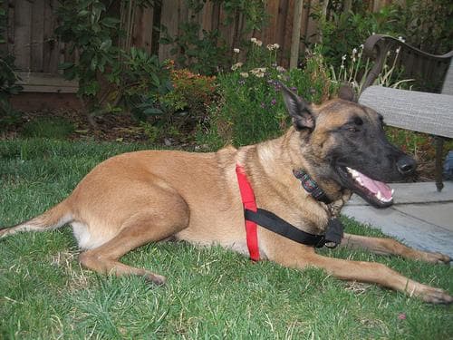 Malinois