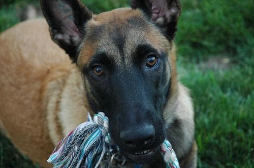 Malinois