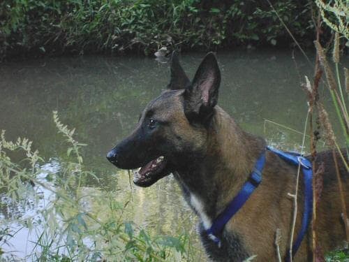Malinois