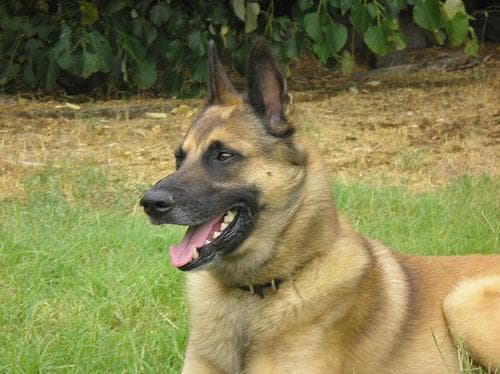 Malinois