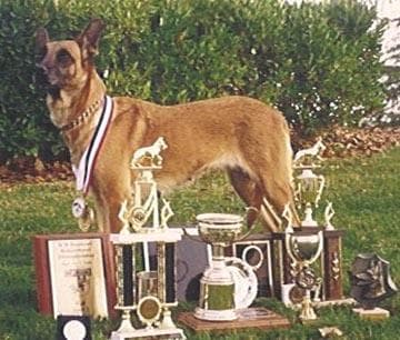 Malinois