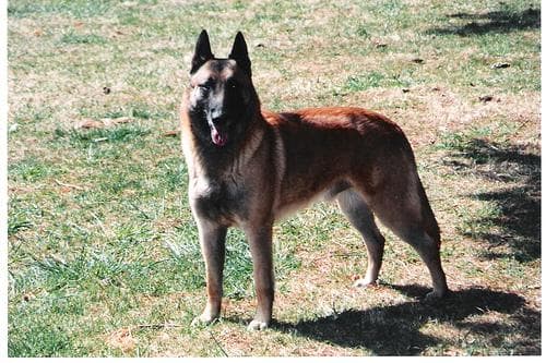 Malinois