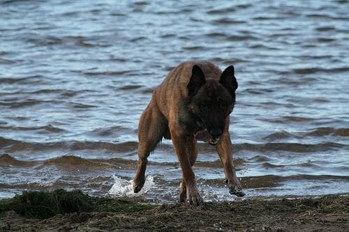 Malinois