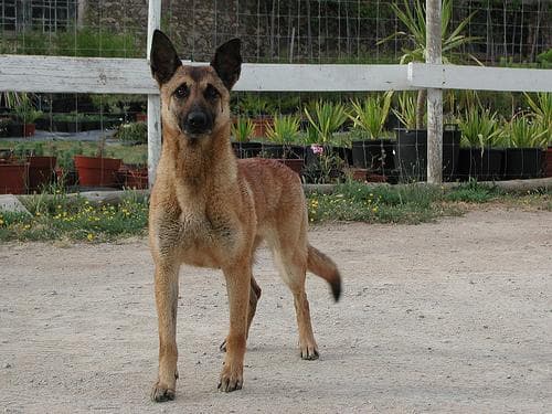 Malinois