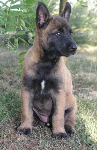 Malinois