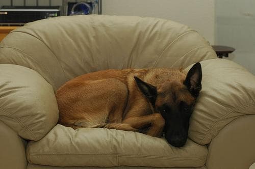 Malinois