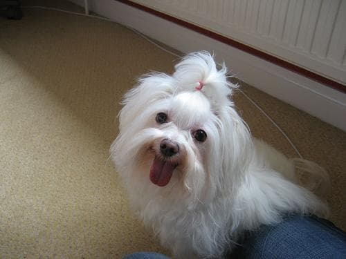 Maltese