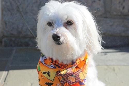 Maltese