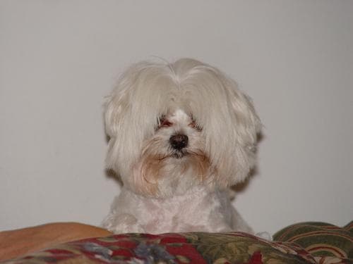 Maltese