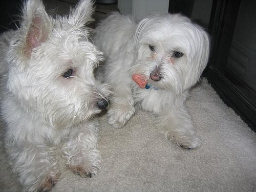 Maltese