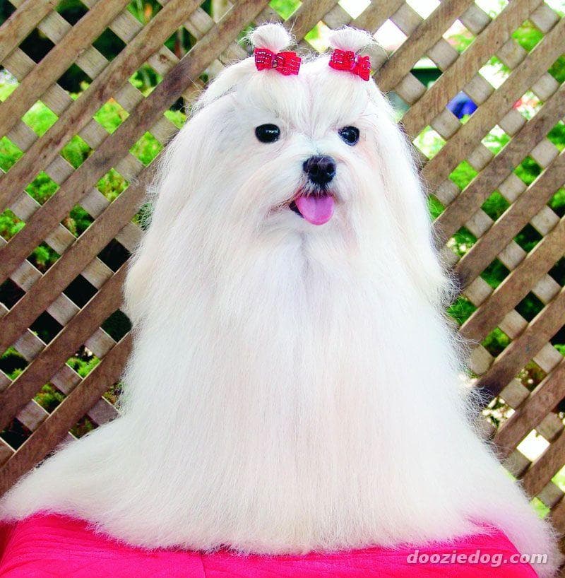Maltese