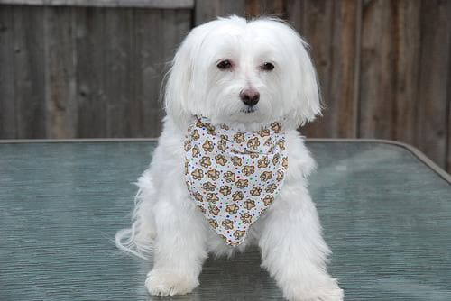Maltese