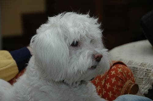 Maltese
