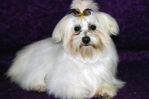 Maltese