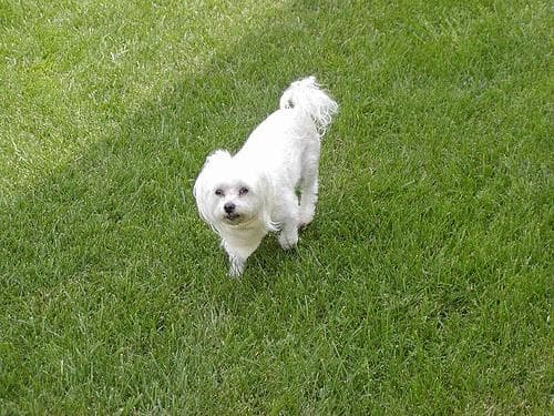 Maltese
