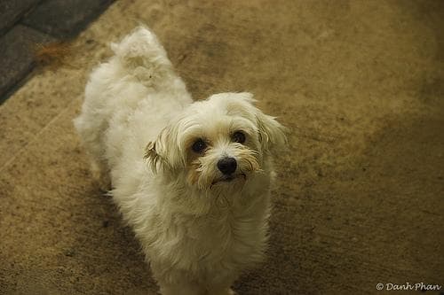 Maltese