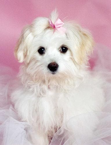 Maltese