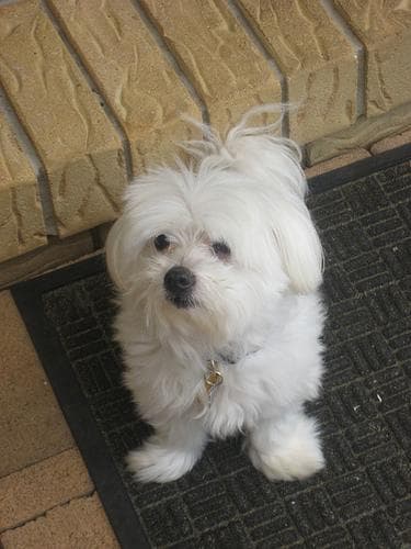 Maltese