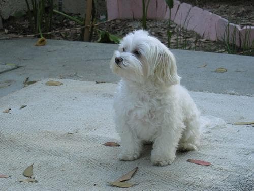 Maltese