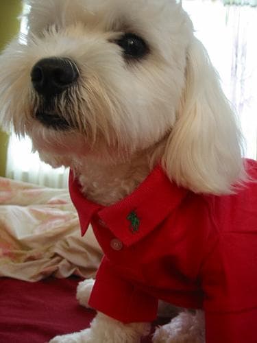 Maltese