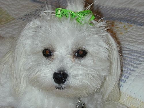 Maltese