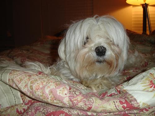 Maltese