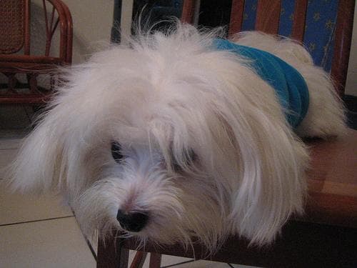 Maltese