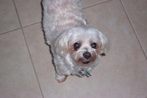 Maltese