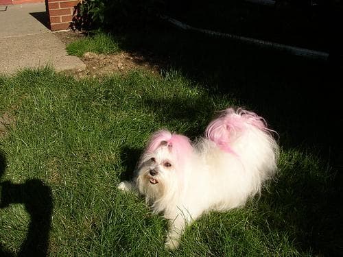 Maltese
